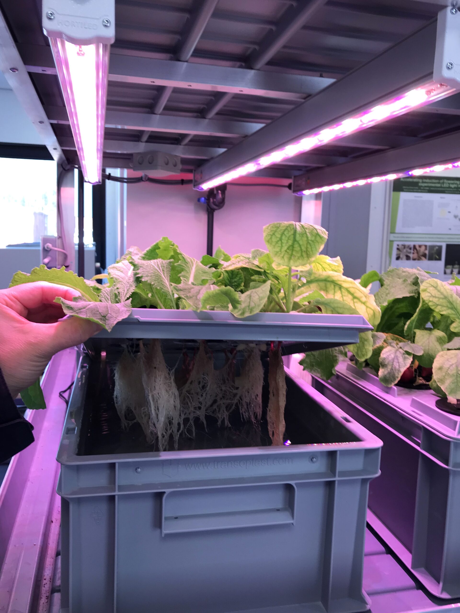 mobiele LED-onderzoekstrolley waarin planten worden gekweekt