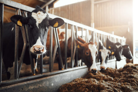 Regionale mestverwerking