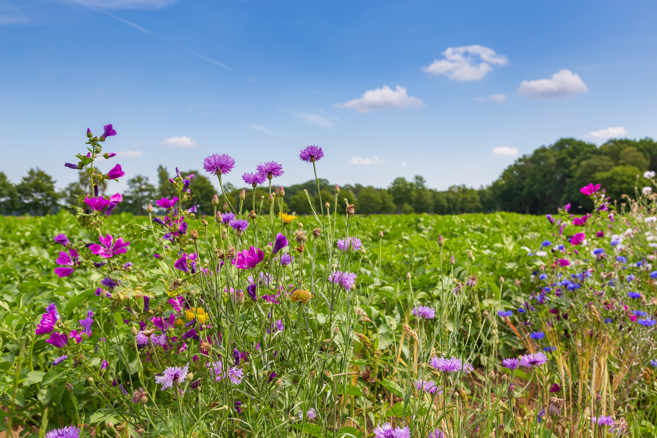 Nature-inclusive agriculture in the Netherlands